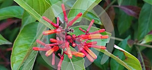 Hamelia patensÂ  flowers or Â firebush or hummingbird bush red flower
